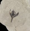 Two Fossil Flowers & Crane Fly - Green River Formation, Utah #94951-1